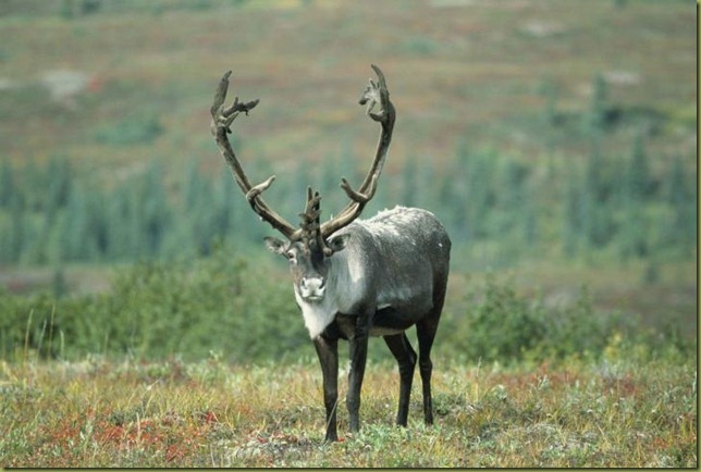 caribou-full-face-and-placement-of-antlers-on-head_w725_h487