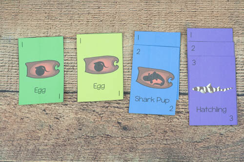 example of shark game play