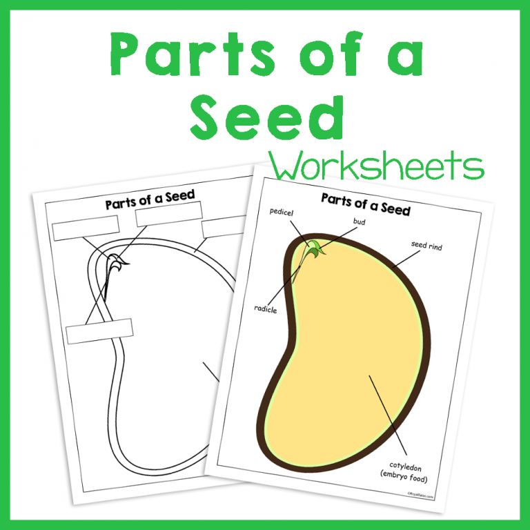 Parts Of A Seed Printable Worksheet