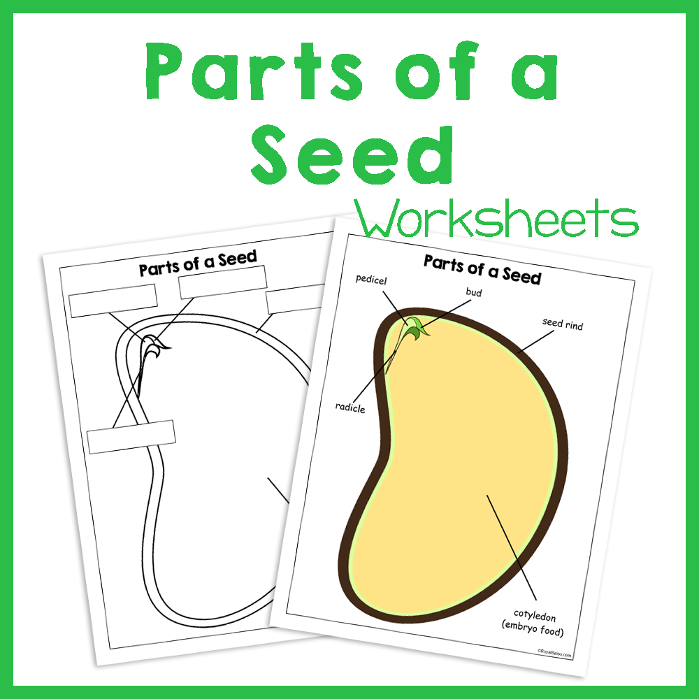 parts-of-the-seed-worksheet-worksheets-for-kindergarten