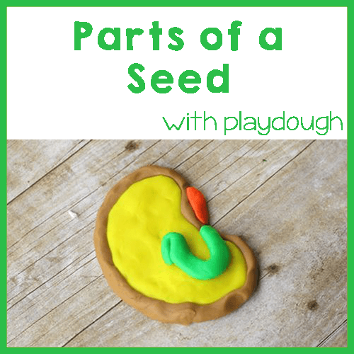Learn the Parts of a Seed with Playdough