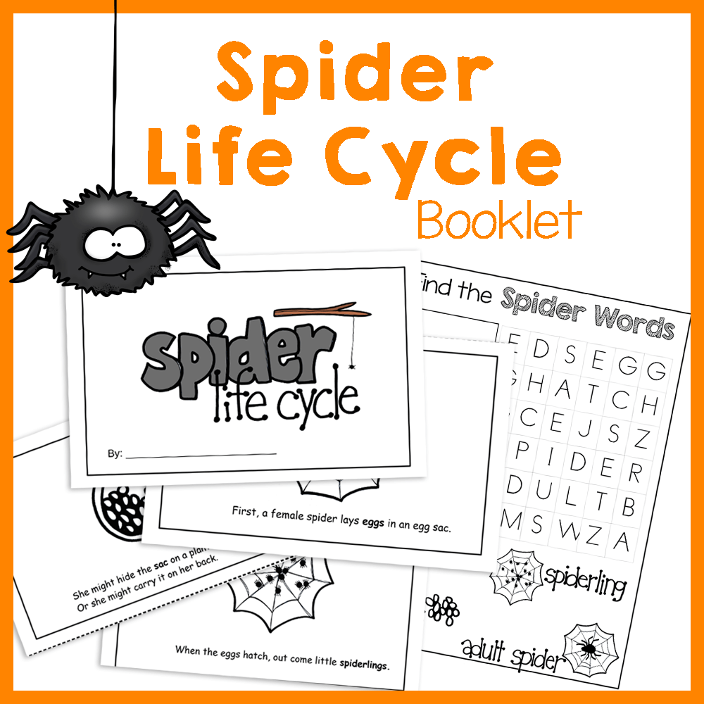 Spider Life Cycle Booklet