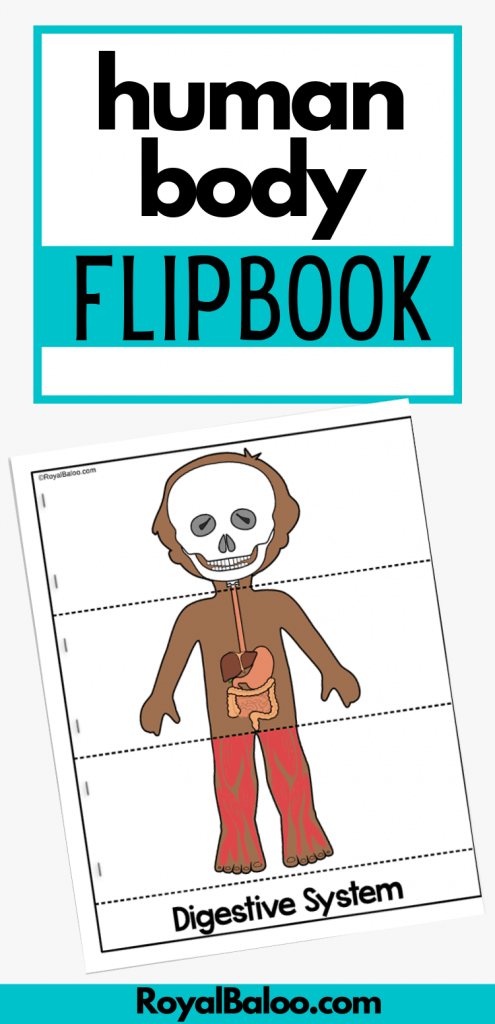 Human Body Systems Flipbook → Royal Baloo