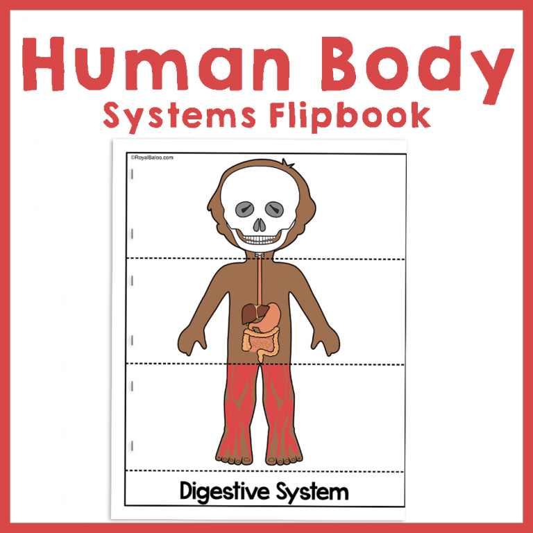 Human Body Systems Flipbook