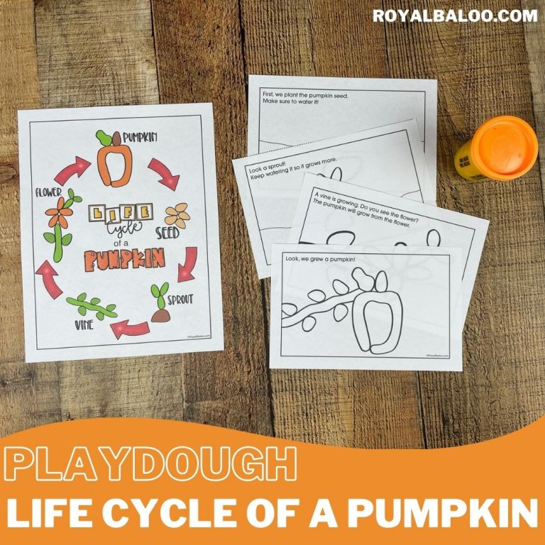 Playdough Life Cycle of a Pumpkin Set